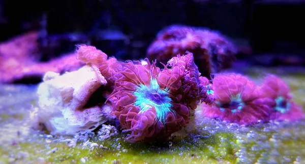 Blastomussa Rosa Lps Coral Blastomussa Merletti — Fotografia de Stock