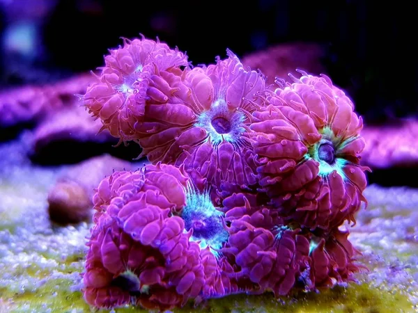 Rózsaszín Blastomussa Lps Coral Blastomussa Merletti — Stock Fotó