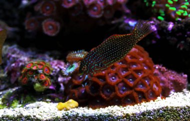 Süslü leopar wrasse balık mercan resif akvaryum tankı