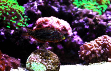Süslü leopar wrasse balık mercan resif akvaryum tankı