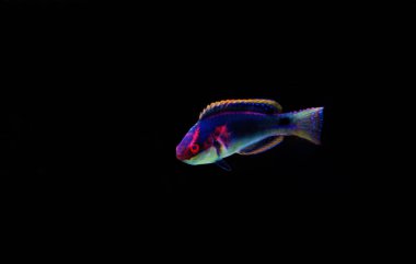 Enfes peri Wrasse - (Cirrhilabrus exquisitus)