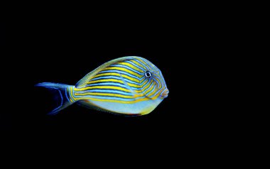 Palyaço Tang (Acanthurus lineatus)