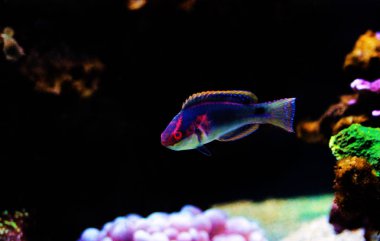 Enfes peri Wrasse - (Cirrhilabrus exquisitus)