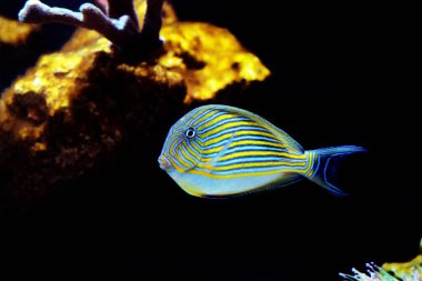 Palyaço Tang (Acanthurus lineatus)