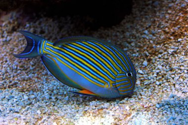 Palyaço Tang (Acanthurus lineatus)