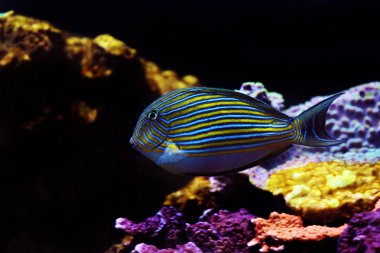 Palyaço Tang (Acanthurus lineatus)