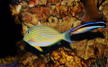Palyaço Tang (Acanthurus lineatus) temiz aka doktor wrasse tarafından temizlenir