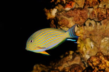 Palyaço Tang (Acanthurus lineatus)