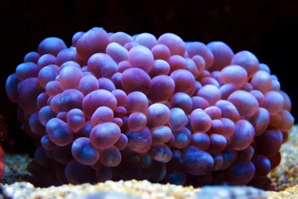 Bolla Perle Bianche Corallo Lps Colpo Isolato Plerogyra Sinuosa — Foto Stock