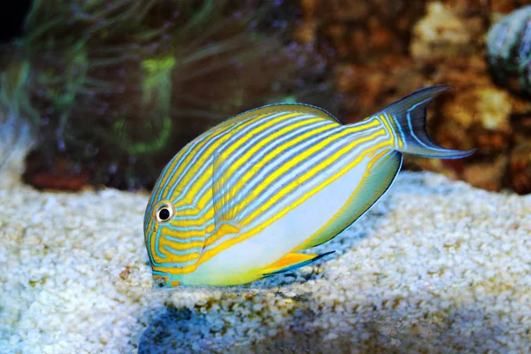 Clown Tang Acanthurus Lineatus — Stockfoto