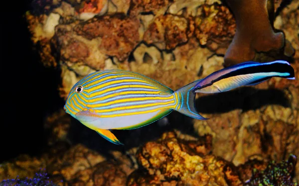 Palhaço Tang Acanthurus Lineatus Limpo Por Limpador Aka Médico Wrasse — Fotografia de Stock