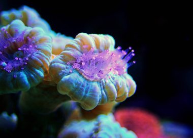 Caulastrea trompet uzun polip taşlı mercan resif akvaryum