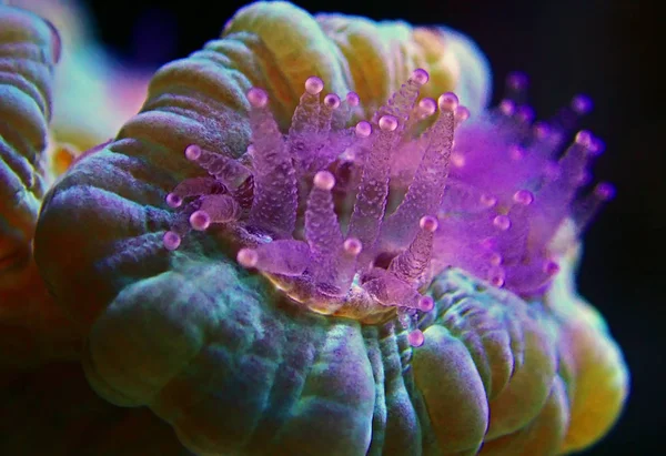 Caulastrea Trompeta Larga Pólipo Pedregoso Coral Acuario Arrecife — Foto de Stock