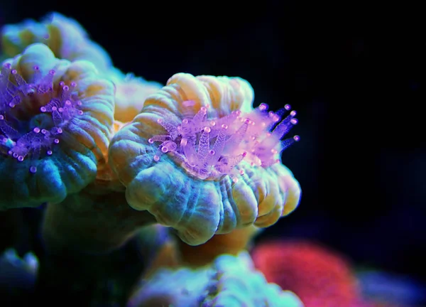 Caulastrea Trompet Long Polyp Stony Coral Riffaquarium — Stockfoto