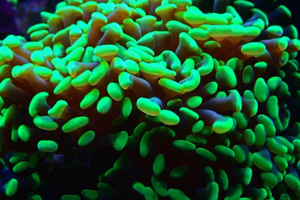Hammer Coral Aquacultured Euphyllia Ancora — Stock Photo, Image