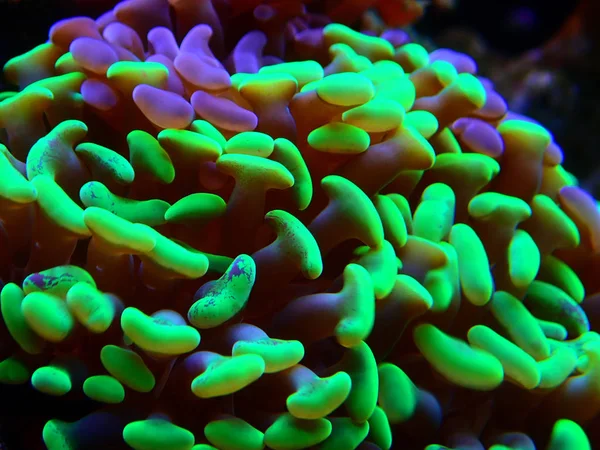 Martelo Coral Aquaculturado Euphyllia Ancora — Fotografia de Stock