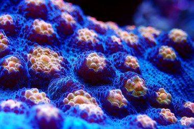 Cadılar Bayramı Çığlık Kadehi mercanı makro çekimde (Echinophyllia sp. )