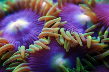 Makro yumuşak zoanthus polip koloni vurdu 