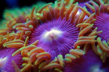 Makro yumuşak zoanthus polip koloni vurdu 
