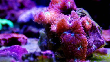 Pembe Blastomussa Lps mercan, - (Blastomussa merletti)