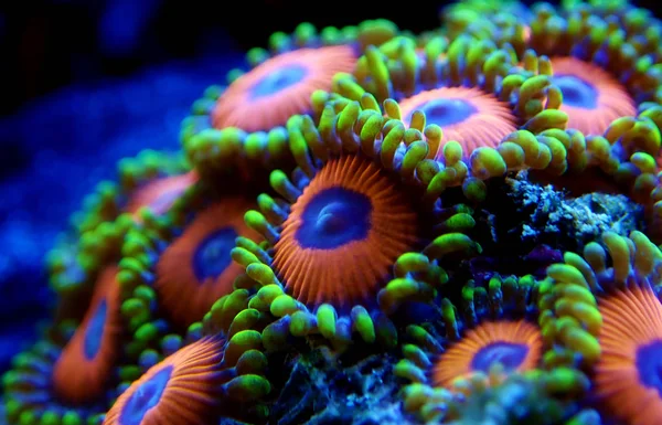 Macro Shot Soft Zoanthus Polyps Colony — Stock Photo, Image