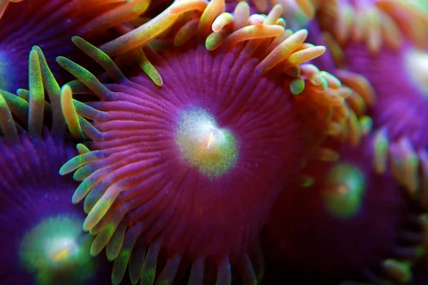 Macro Shot Soft Zoanthus Polyps Colony — Stock Photo, Image