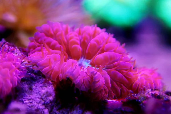 Pink Blastomussa Lps Coral Blastomussa Merletti — Stock Photo, Image