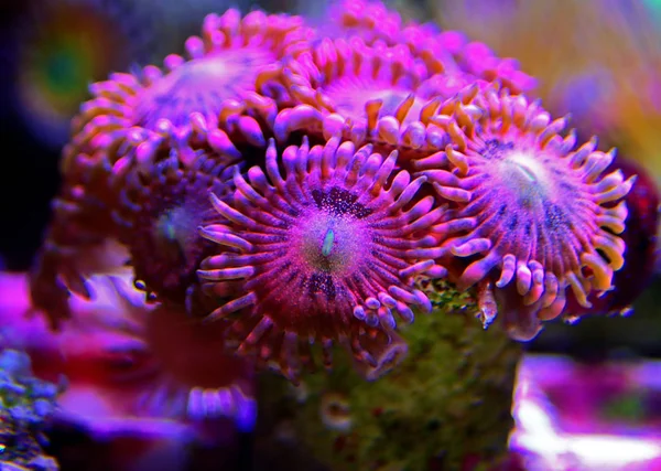 Macro Geschoten Rose Roze Stardust Zoanthus Poliepen Kolonie — Stockfoto