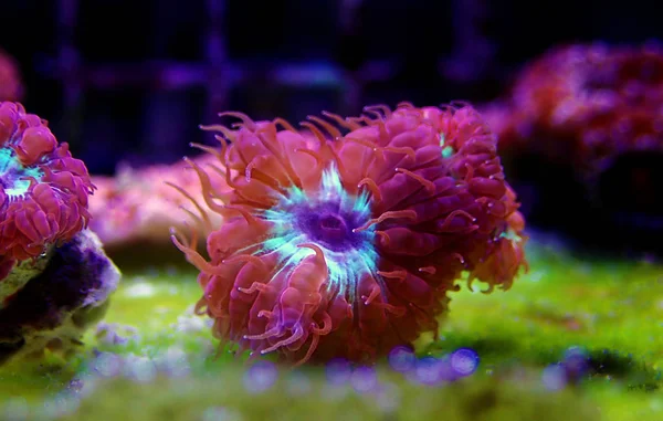 Różowe Blastomussa Lps Coral Blastomussa Merletti — Zdjęcie stockowe