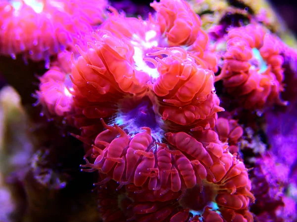 Pink Blastomfa Lps Coral Blastomfa Merletti — стоковое фото