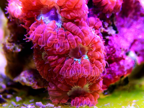 Pink Blastomfa Lps Coral Blastomfa Merletti — стоковое фото