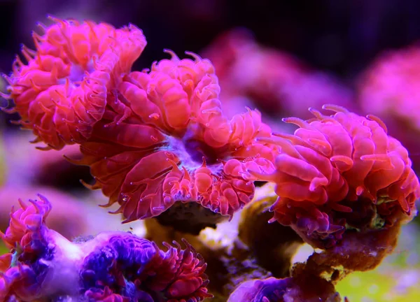 Pink Blastomussa Lps Coral Blastomussa Merletti — Stock Photo, Image