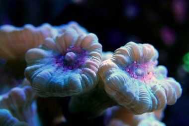 Caulastrea trompet uzun polip taşlı mercan resif akvaryum