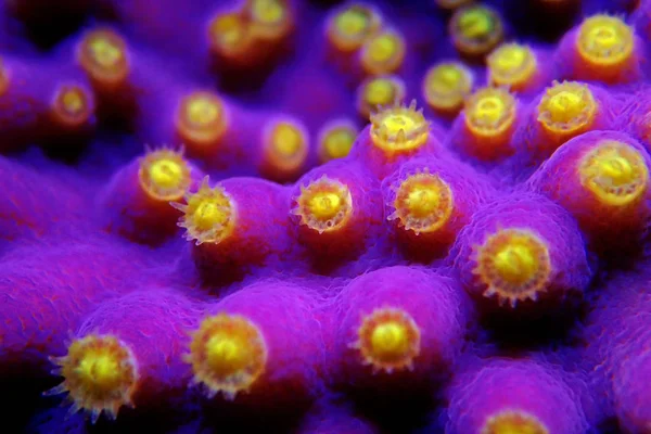 Macro Shot Sous Marin Sur Polypes Jaunes Corail Turbinaria Violet — Photo