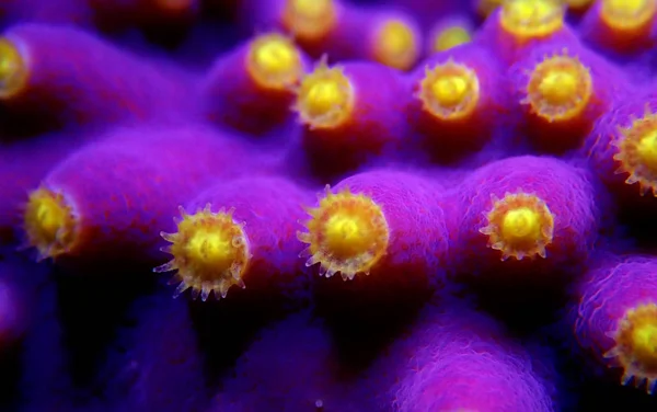 Underwater Macro Shot Yellow Polyps Purple Turbinaria Coral — Stock Photo, Image