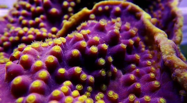 Macro Tiro Subaquático Pólipos Amarelos Coral Turbinaria Roxo — Fotografia de Stock
