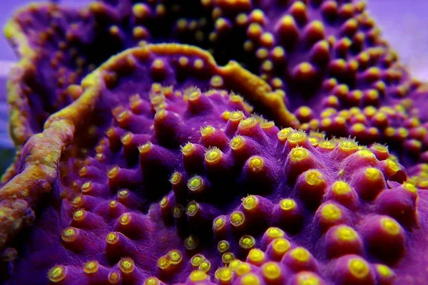 Macro Shot Sous Marin Sur Polypes Jaunes Corail Turbinaria Violet — Photo