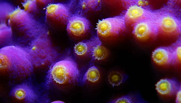 Mor Turbinaria Mercan Dan Sarı Polipler Sualtı Makro Atış — Stok fotoğraf