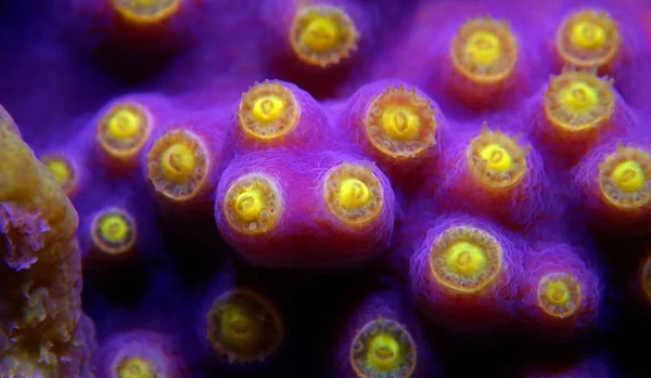 Undervattens Makro Skott Gula Polyper Från Lila Turbinaria Coral — Stockfoto