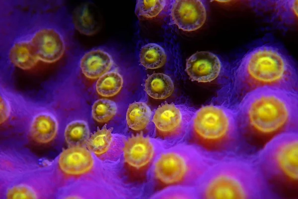水中マクロ撮影紫 Turbinaria サンゴから黄色のポリープ — ストック写真