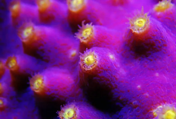 Подводный Макро Снимок Желтых Полипах Фиолетовых Кораллов Turbinaria — стоковое фото