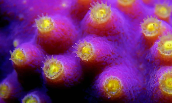 Macro Shot Sous Marin Sur Polypes Jaunes Corail Turbinaria Violet — Photo