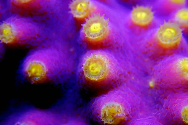 Víz Alatti Makro Lövés Sárga Polipok Lila Turbinaria Coral — Stock Fotó