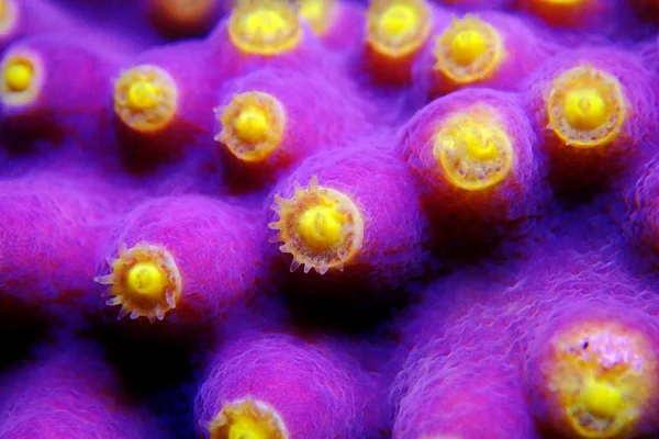 Undervattens Makro Skott Gula Polyper Från Lila Turbinaria Coral — Stockfoto