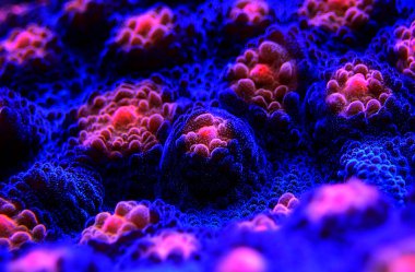 Cadılar Bayramı Çığlık Kadehi mercanı makro çekimde (Echinophyllia sp. )