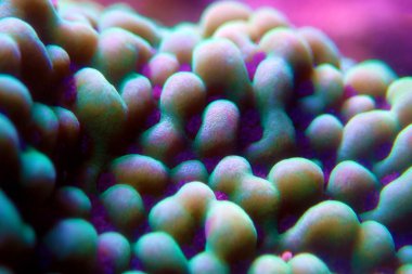 Ultra underwater macro on montipora SPS coral polyps clipart