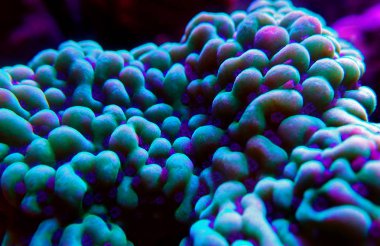 Montipora SPS mercan polipleri üzerinde Ultra sualtı makro
