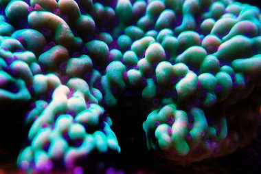 Montipora SPS mercan polipleri üzerinde Ultra sualtı makro
