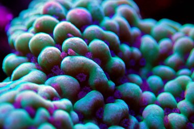 Montipora SPS mercan polipleri üzerinde Ultra sualtı makro