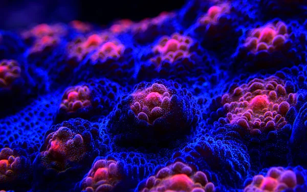Halloween Screamer Chalice Coral Macro Shot Echinophyllia — Stock Photo, Image